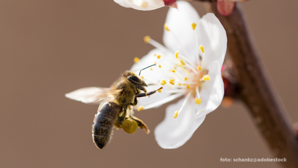 Eine Biene mit gelben Pollen an den Hinterbeinen fliegt eine weiße Blüte an.