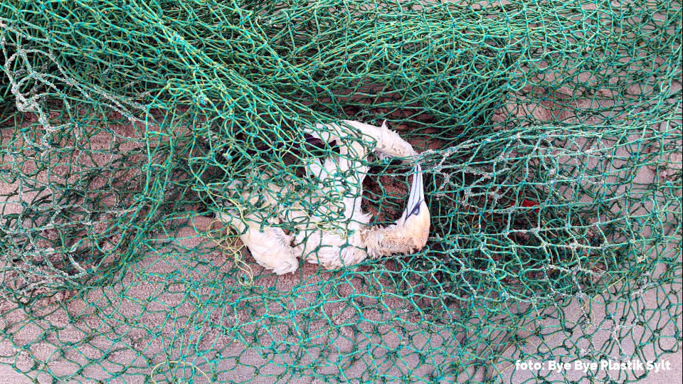 Ein ans Ufer gespültes altes Fischernetz aus Kunststoff liegt am Strand. Darin hat sich ein Basstölpel verfangen und ist verendet.