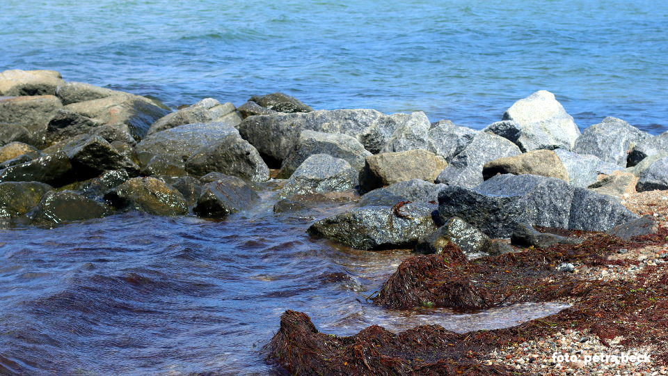 Das Bild zeigt ein kleines Stück von einem Strand vor einer Steinbuhne. Dort hat das Meer Seegras ans Ufer gespült und zu kleinen Haufen zusammen getragen. Es ist sonniges Wetter und es gibt keine großen Wellen an dem Tag.