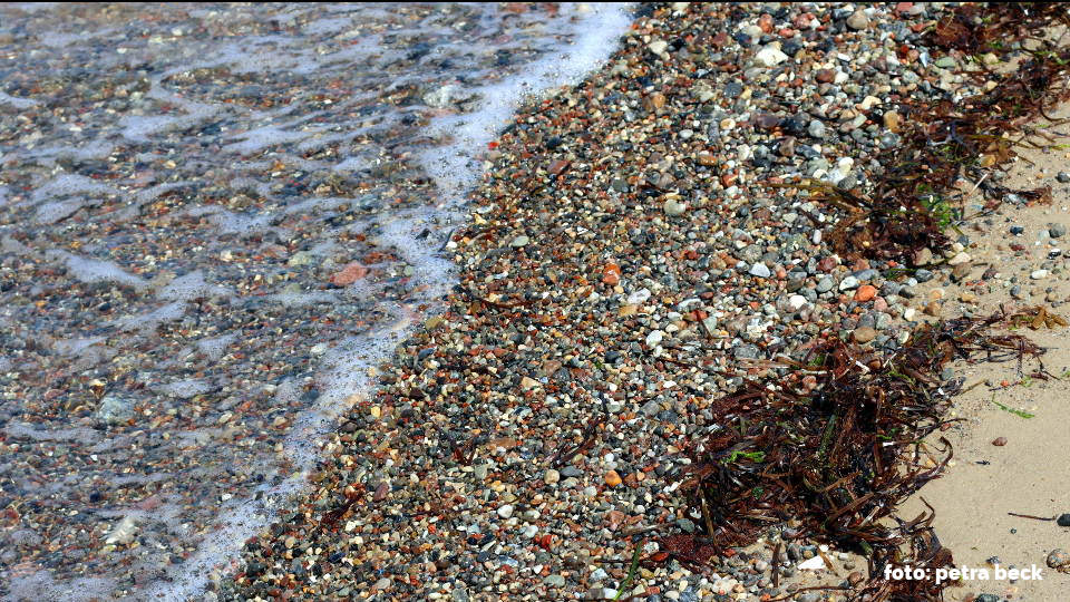 Wellen spülen Seegras an den Strand auf dem auch viele kleine bunte Steine liegen.