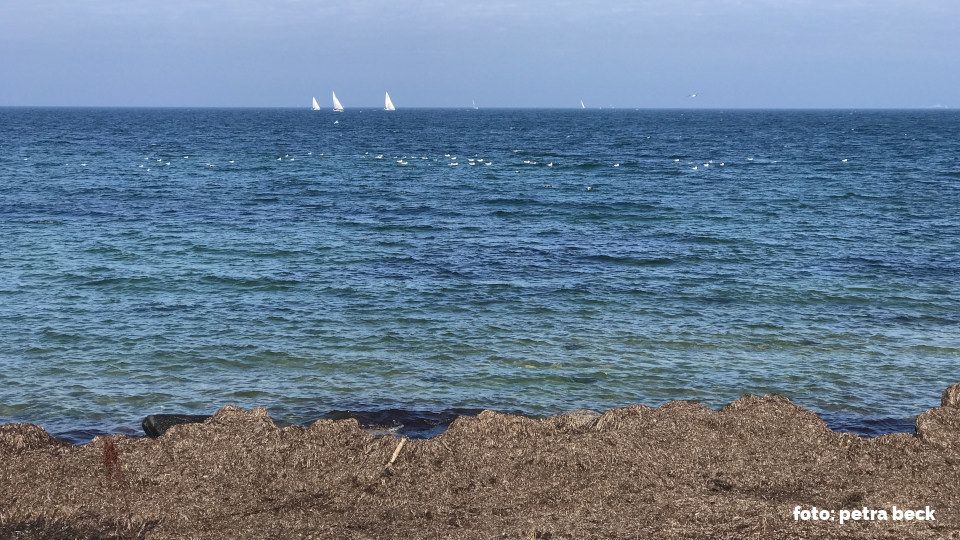 Der Wind der Vortage hat einen hohen Wall an Seegras am Ufer aufgeworfen. Im Hintergrund befindet sich das sonnenbeschienene Meer mit ein paar kleinen Segelbooten und Möwen in der Ferne, die auf dem Meer schwimmen. 