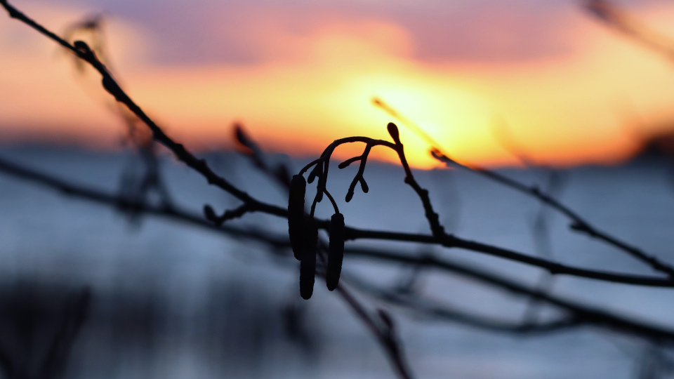 Sonnenuntergang am Postsee im Winter. Kahle Zweige mit Fruchtständen einer Erle