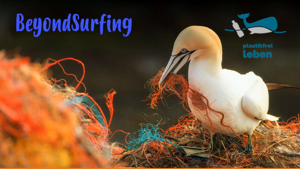 Ein Basstölpel der sein Nest aus Plastikfäden von Fischernetzen baut. uf dem Bild der Schriftzug von BeyondSurfing und plastikfrei leben.Foto von Thomas Häusler. 