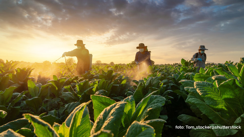 Auf einem Tabakfeld versprühen Arbeiter Pestizide. Im Hintergrund ist ein Sonnenuntergang zu sehen.