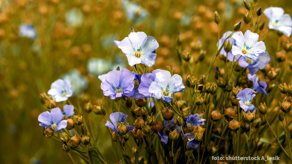 Zartblaue Blüten der Leinpflanze auf einem Feld