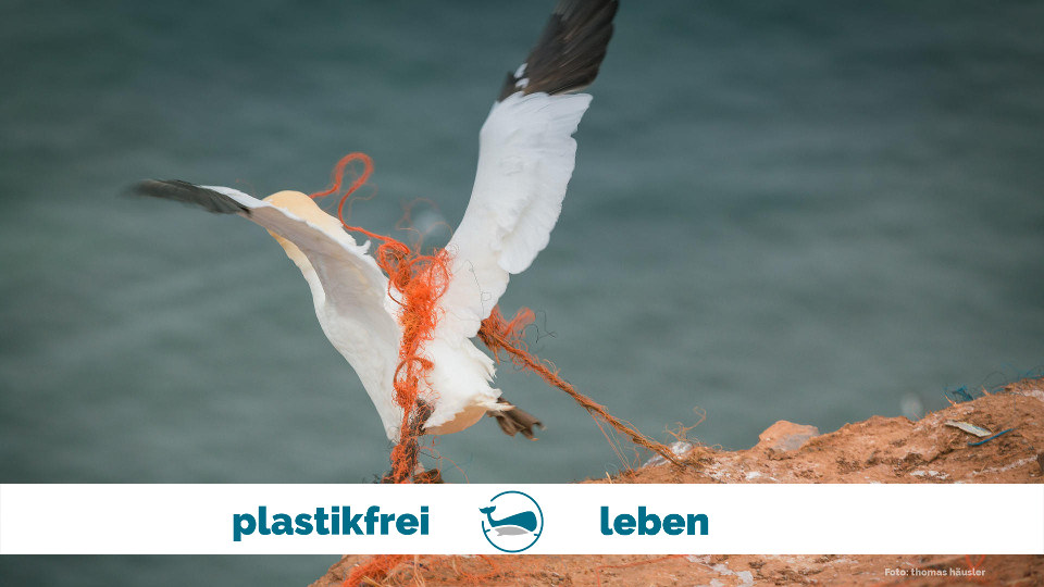 Ein Basstölpel verfangen in Plastikabfällen aus dem Meer von Thomas Häusler
